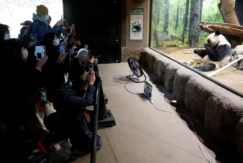 ▲日本上野動物園的兩隻大貓熊「曉曉」（雄性）、「蕾蕾」（雌性），將被送還中國，不少民眾把握機會前來見牠們最後一眼。（圖／路透社／達志影像）
