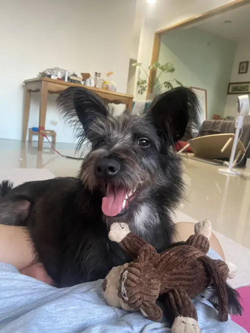 ▲經過飼主與訓練師的持續努力，Lange終於穩定下來，成了家人們口中的「小暖男」。（圖／新北市動保處）