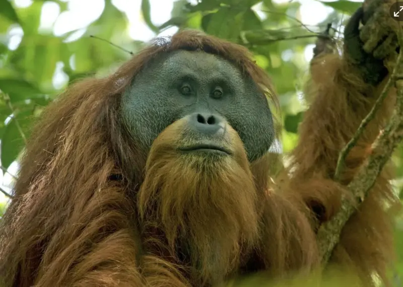 ▲打巴奴里猩猩（Tapanuli orangutan）是一種極為稀有的紅毛猩猩，可能在近期的印尼蘇門答臘洪災中遭遇近乎滅絕等級的衝擊。（圖／翻攝自維基百科）