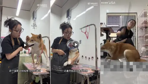 中國人仇日太誇張！美容師「虐打柴犬」小粉紅叫好　日網炸鍋
