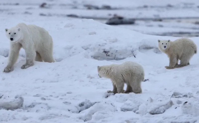 ▲加拿大北部近期觀察到一宗罕見的案例，一頭雌性北極熊似乎收養了一隻「非親生」幼崽。 （圖／截取自影片）