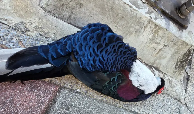 ▲藝人「柳丁哥哥」甘子禾昨（17）日發文分享，他在新北中和區秀朗橋目睹「藍色大鳥」倒臥在人行道上已無呼吸，靠近一看才發現是保育類藍腹鷴。（圖／柳丁哥哥臉書）