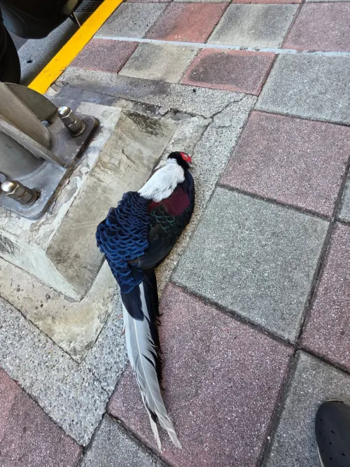 ▲這隻藍腹鷴在新北市區中和秀朗橋遭遇路殺，與牠們平時棲息環境距離相當遠，實屬罕見。（圖／柳丁哥哥臉書）