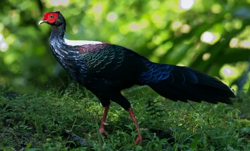 ▲藍腹鷴平時棲息在海拔300公尺的山丘至中山海拔高度2300公尺以下闊葉樹林內，目前已經被列為近危物種。（圖／維基百科）