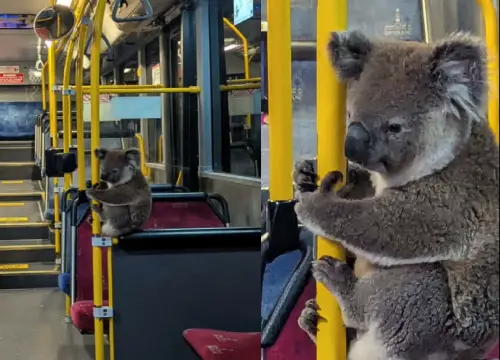 影／無尾熊搭公車！澳洲毛茸茸乘客乖抱扶手　表情無辜太可愛
