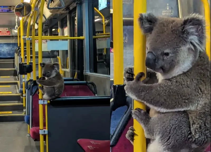 ▲澳洲布里斯本一名公車司機，看到有無尾熊在馬路上亂竄，便把牠帶到公車上，等候動保人員救助。（圖／翻攝自臉書／Koala Rescue Brisbane South Inc.）