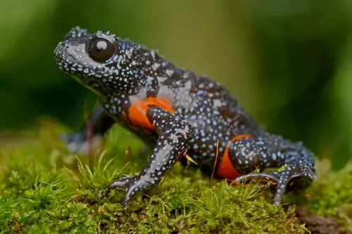 ▲生長在印度喀拉拉邦西高止山脈（Western Ghats）雨林的瀕危「銀河蛙」（galaxy frogs），因為體型僅有人類指尖般大小，但通體漆黑的身軀上卻擁有宛如浩瀚銀河的燦爛斑點聞名。（圖／翻攝自倫敦動物學會）