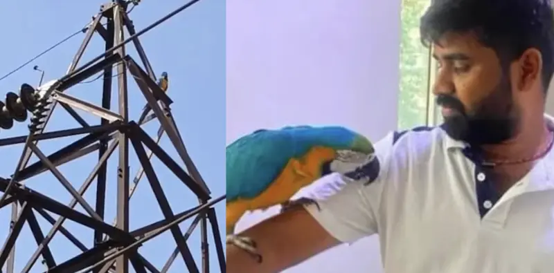 ▲印度一名男子為救回逃上電線桿的寵物金剛鸚鵡，意外觸碰高壓電線遭電擊身亡。（圖／翻攝自新德里電視台）