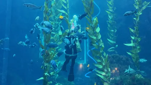 ▲「海底聖誕」主題活動，聖誕老人不再走煙囪，而是換上裝備化身潛水員躍入館內的大洋池及海藻森林，驚喜現身與民眾互動。（圖／屏東海生館提供）