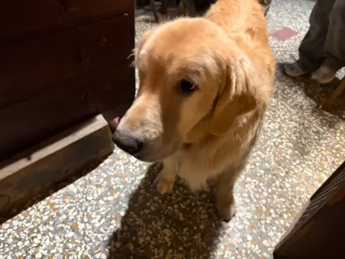 ▲店內還有超可愛的黃金獵犬可以擼！同行友人愛狗整個吸爆。（圖/記者張嘉哲攝）