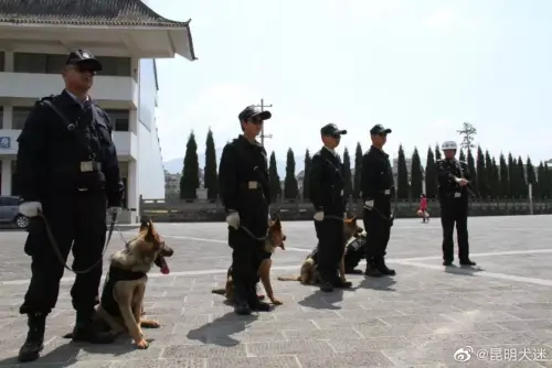 警犬也要Made in China！中國力推「昆明犬」　推動警犬本土化
