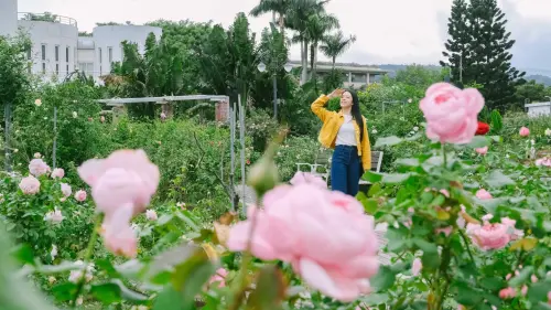 ▲花博新生園區玫瑰花海中，人物漫步其間，花香與自然光交織出城市綠意。（圖／翻攝畫面）