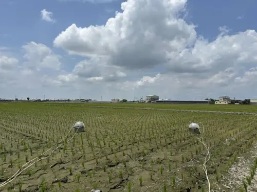 雲林縣推「低碳稻作」計畫！攜手青農與企業實踐農業減碳
