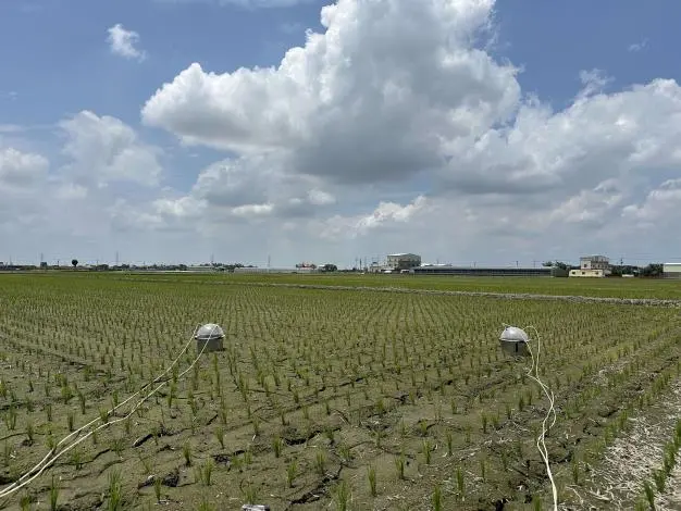 雲林縣推「低碳稻作」計畫！攜手青農與企業實踐農業減碳