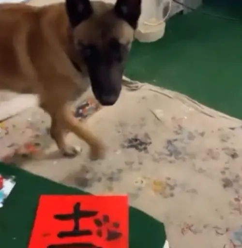 ▲Monkey對自己的春聯作品也感到很滿意，完成之後不斷在作品旁邊繞圈圈。（圖／IG@omarvonmuller）