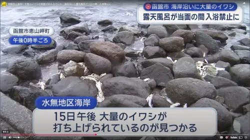 湧入大量沙丁魚屍！北海道露天溫泉急禁入浴　滿池魚油爆惡臭

