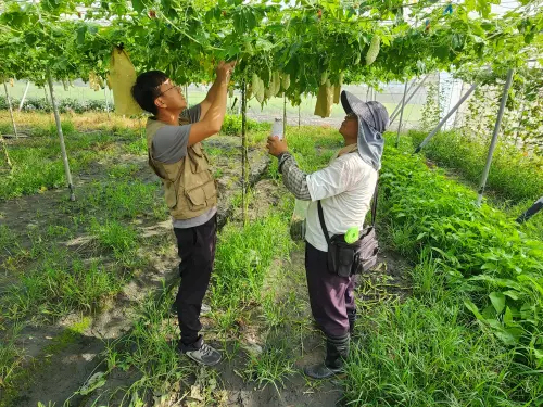 ▲大甲區農會植物診療師蘇建中田間替轄區農民進行作物病蟲害診斷圖／農業局提供2025.12.22)