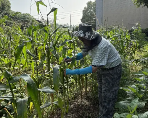 都市農夫換你當　台中文山環保農園免費招募
