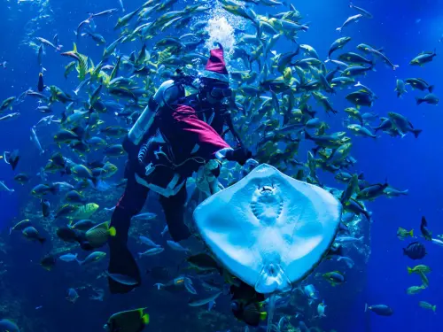 ▲台中海洋館聖誕老人互動餵食(圖／觀旅局提供2025.12.22)