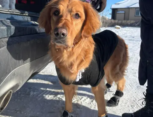 狗狗「穿外套鞋子」睡公園！全身家當遭棄養　志工見主人紙條哭了
