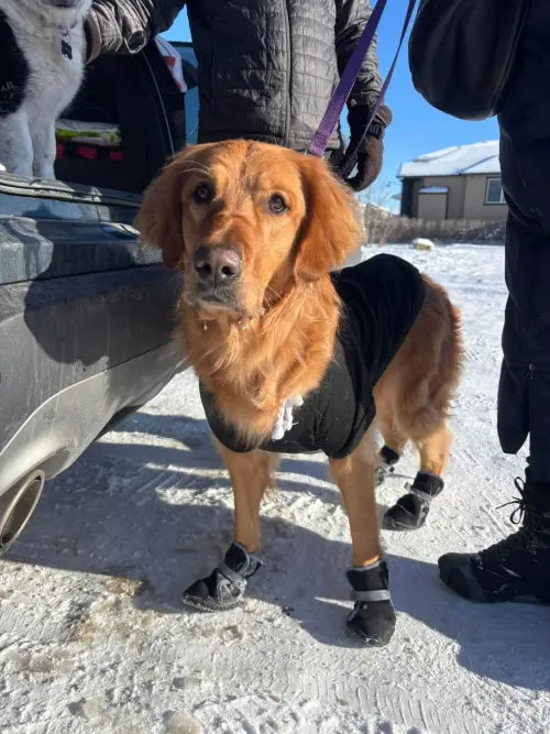 ▲黃金獵犬Raiya在狗公園被發現，身上僅穿外套、靴子和帶有重要的癲癇藥物，身邊還有留一張主人棄養前的紙條。（圖／pause4change臉書）