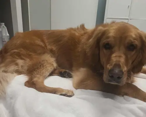 ▲Raiya後來被緊急送往獸醫急診中心，初步檢查患有癲癇，還疑似髖關節發育不良，目前在寄養家庭生活，救援組織仍在努力為牠找到新家。（圖／pause4change臉書）