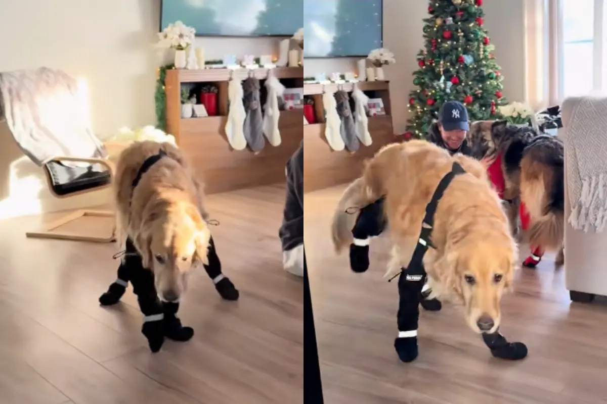 ▲加拿大一隻名叫Walt的黃金獵犬，最近首次穿上犬用雪靴外出，由於不習慣腳底觸感，Walt走路時四肢各自為政，模樣宛如在跳踢踏舞，逗樂大量網友。（圖／翻攝自TikTok@waltandzo）