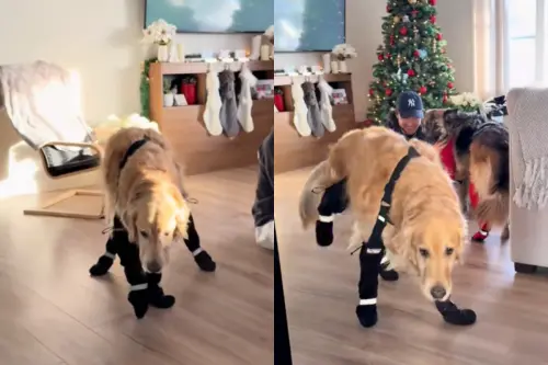 阿金穿雪靴「瞬間不會走路」！1秒變身踢踏舞者　笨手笨腳出門玩
