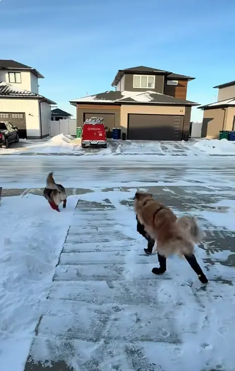 ▲（圖／翻攝自TikTok@waltandzo）