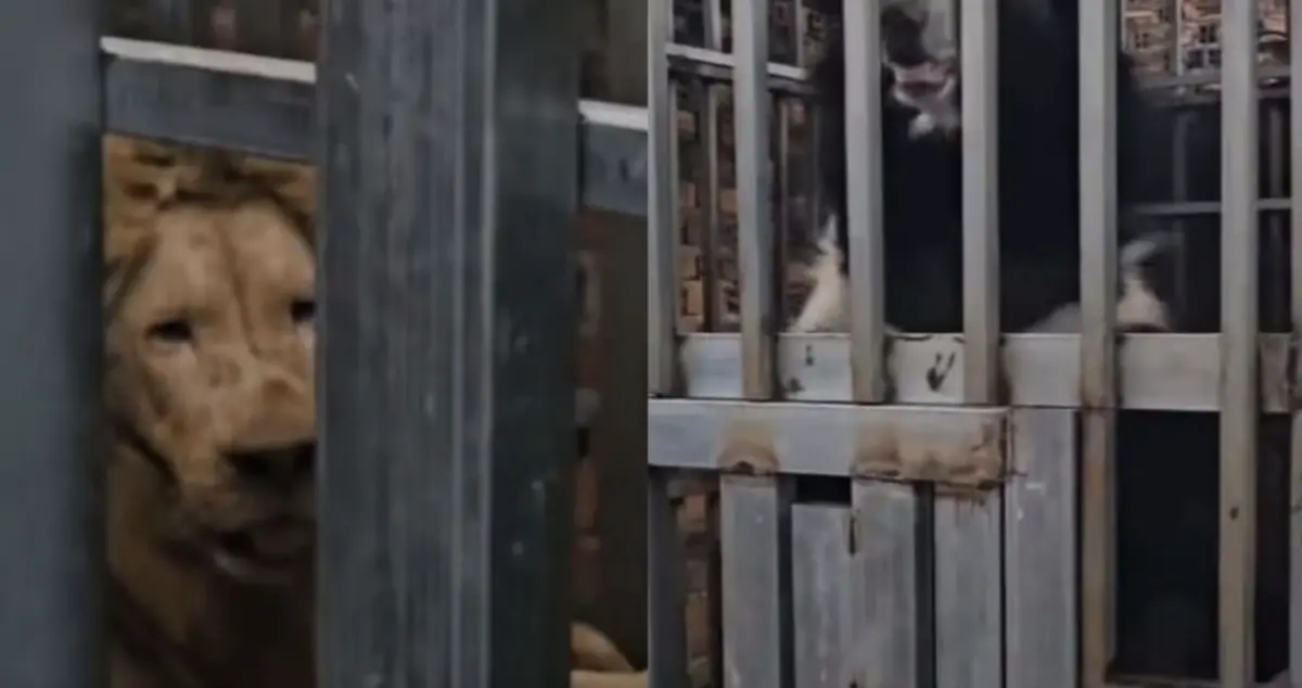 ▲泰國軍方查緝柬埔寨賭場發現野生動物。（圖／翻攝自Thaiger）