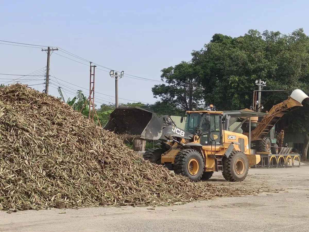 ▲善化糖廠開工天數81天，預計採收約18.76萬公噸甘蔗，產製約1.7萬公噸的大包裝本土二砂及小包裝本土甘蔗糖，以及15公噸的古早糖。（圖／台糖提供）