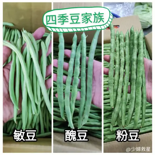 ▲敏豆、粉豆、醜豆來自於「菜豆屬」，也最常被稱呼為四季豆。（圖／廖炯程臉書）