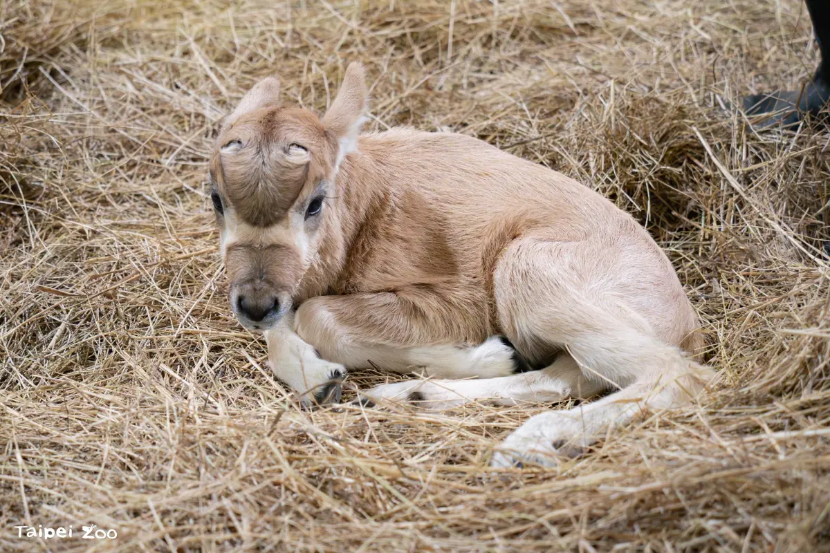 ▲台北市立動物園（Taipei Zoo）園區內的弓角羚羊家族，在12月10日順利增加新成員雄性小羚羊。（圖／台北市立動物園zoo.gov.taipei）