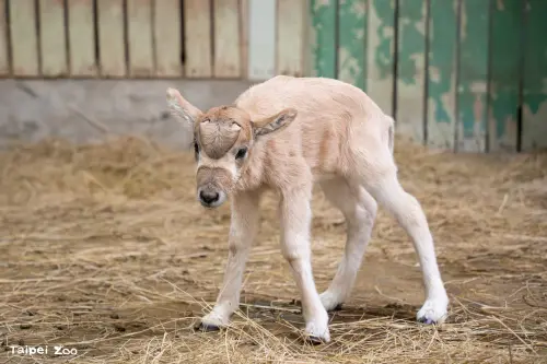 ▲羚羊寶寶剛出生兩天的模樣，就已經能看出頭上的角準備長出，也能穩穩站立走路了。（圖／台北市立動物園zoo.gov.taipei）