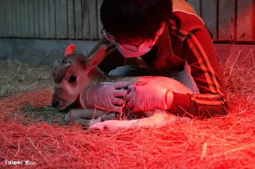 ▲羚羊寶寶在飼育員以及爺爺奶奶的萬般寵愛之下，相信很快就能與大家見面。（圖／台北市立動物園zoo.gov.taipei）