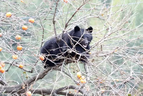熊害變廢為寶！日本熊肉「越嚼越香」爆紅　野味、法式全都有
