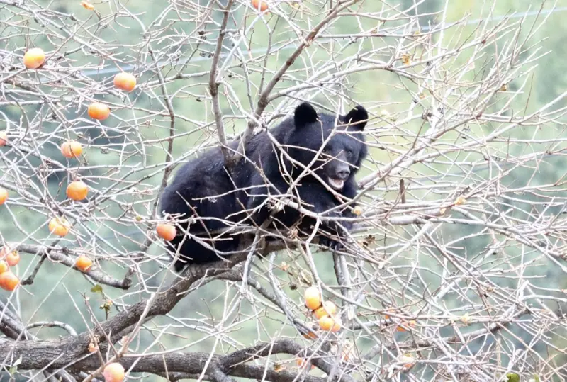 熊害變廢為寶！日本熊肉「越嚼越香」爆紅　野味、法式全都有