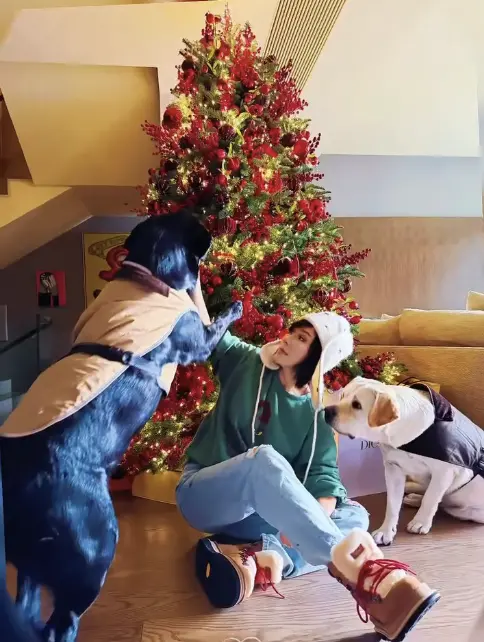 ▲劉嘉玲的愛犬都穿上特別的聖誕節服裝，看來頗有過節的儀式感。（圖／摘自IG@carinalau1208)