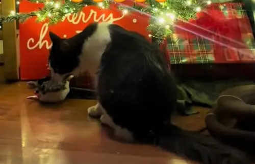 浪貓被收養答謝主人！平安夜送禮物「藏聖誕樹下」　萬人一看哭了
