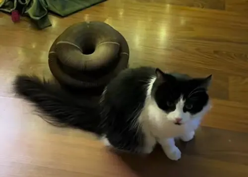 ▲（圖／TikTok@siriusblackandwhite）