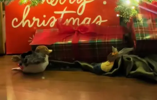 ▲（圖／TikTok@siriusblackandwhite）