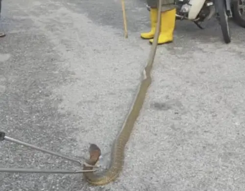 大馬住宅區後巷驚見眼鏡王蛇　霹靂州居民平安夜徹夜難安
