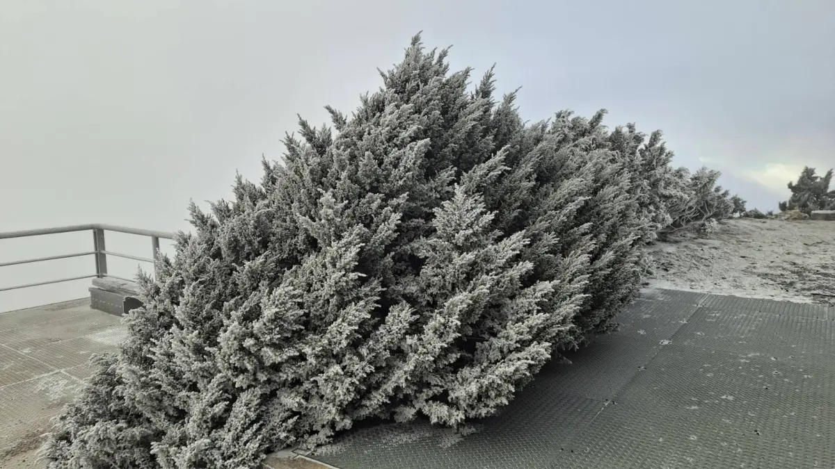 ▲中央氣象署今（26）日表示，受到大陸冷氣團來襲影響，玉山北峰今天清晨6時28分至38分降雪。（圖/中央氣象署提供）