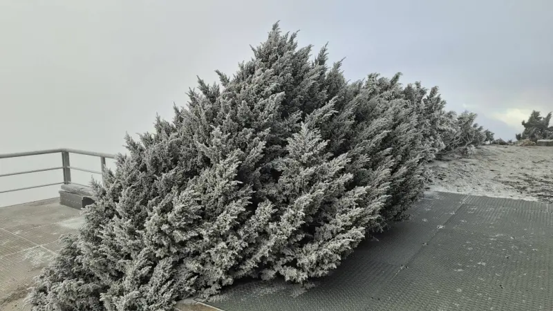 快訊／玉山今早又下雪了！冷氣團發威低溫-5.5℃　雪白美景照曝光