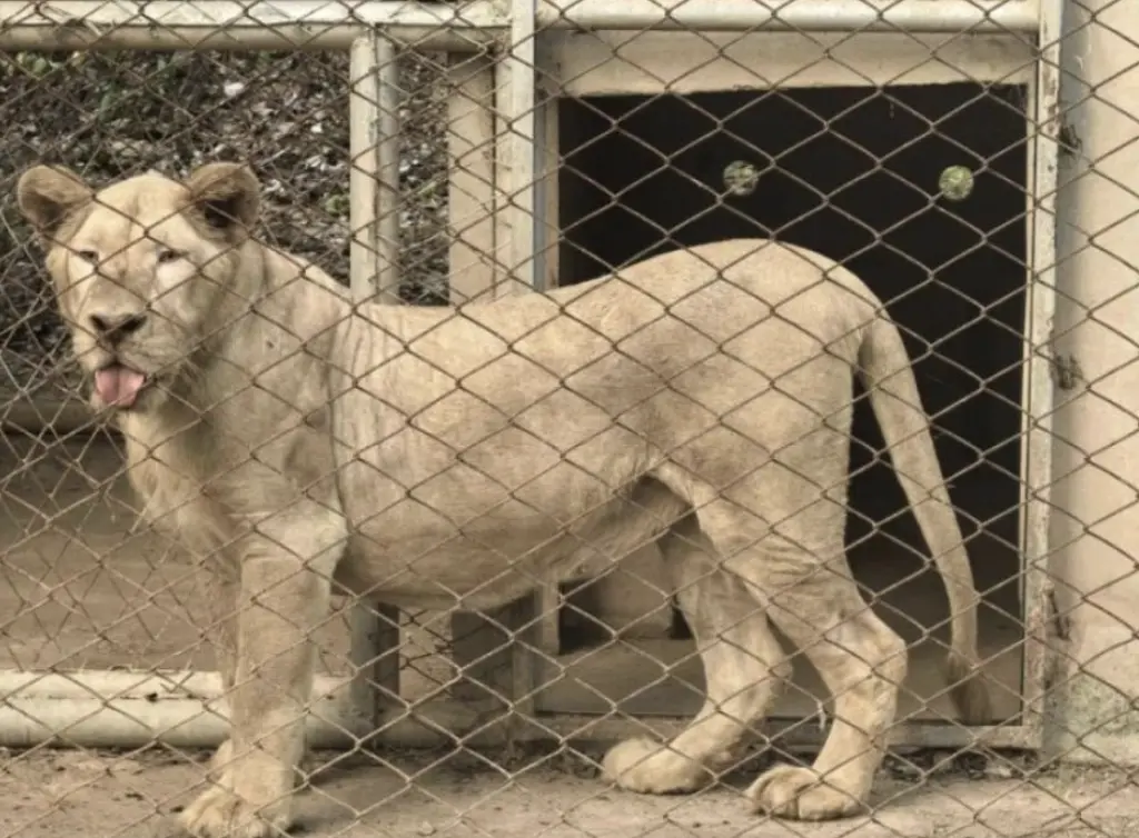 ▲從泰國東部非法賭場救出的2隻獅子，於12月25日清晨送抵叻丕府野生動物繁殖中心，展開安置與照護。（圖／翻攝自The Thaiger）
