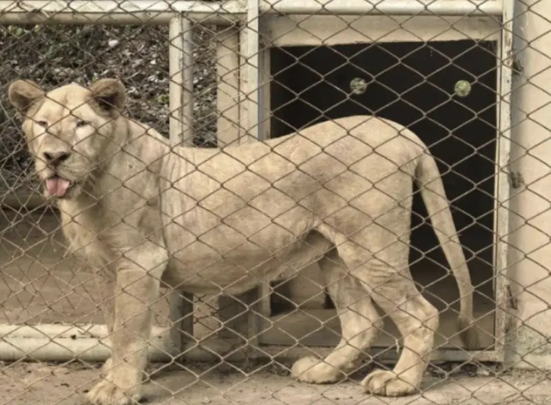泰國非法賭場救出獅子迎新生　聖誕清晨送抵叻丕野生動物中心