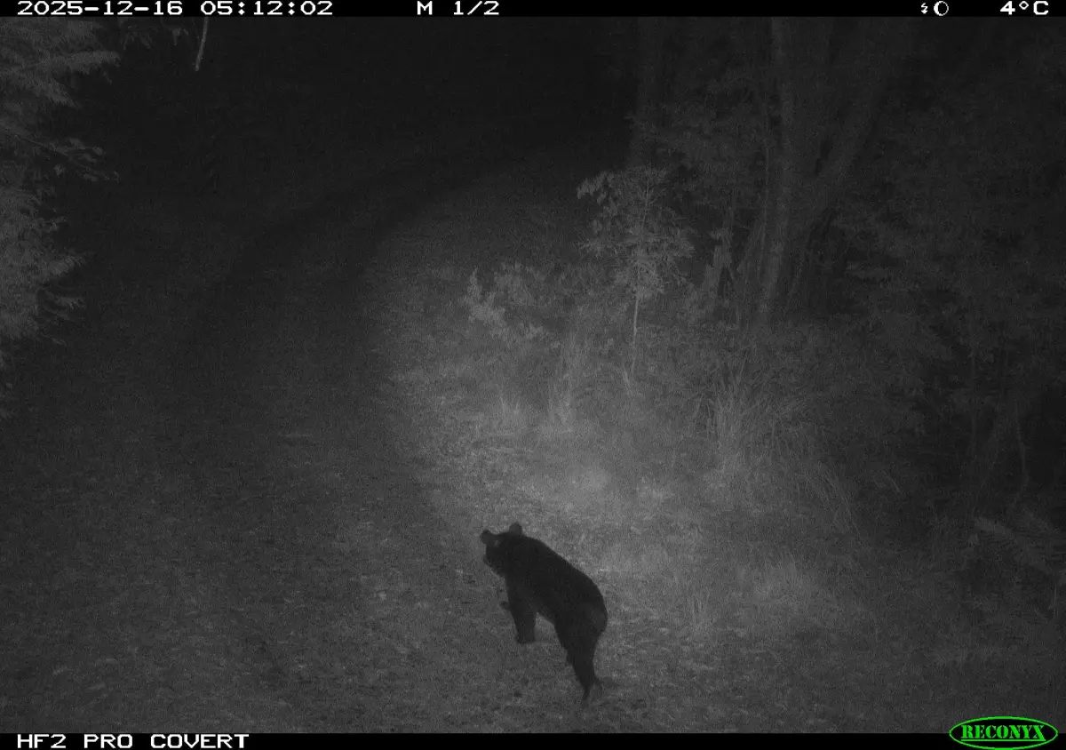 ▲紅外線自動相機拍到台灣黑熊黑夜中獨行在佳陽部落的產業道路上。（圖／林業及自然保育署台中分署提供，2025.12.26）