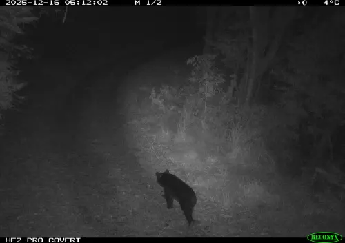 距部落2公里！黑熊出沒梨山產業道路　不排除與福壽山農場同一隻
