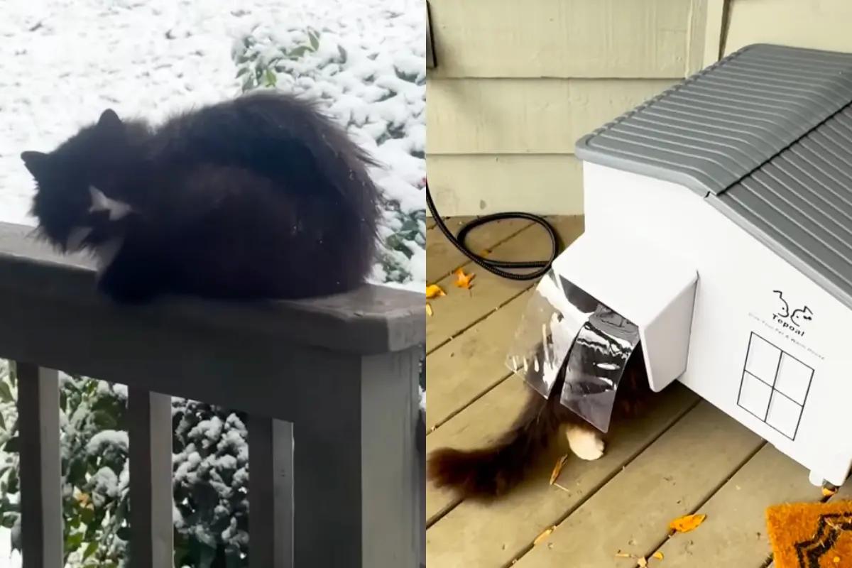 ▲一名網友在飄雪的冬日裡，注意到家門外出現一隻無家可歸的流浪貓，她以行動表達關懷，特地替流浪貓準備一間附有保暖功能的寵物小屋，當作是聖誕節大禮。（圖／翻攝自IG@kotiki.proglotiki25）