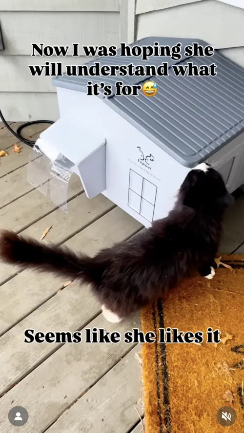 ▲（圖／翻攝自IG@kotiki.proglotiki25）